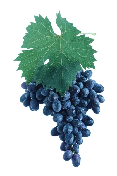 Racimo de uva azul con hojas — Foto de Stock