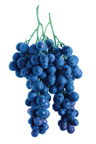 Aglomerado de uvas azuis — Fotografia de Stock