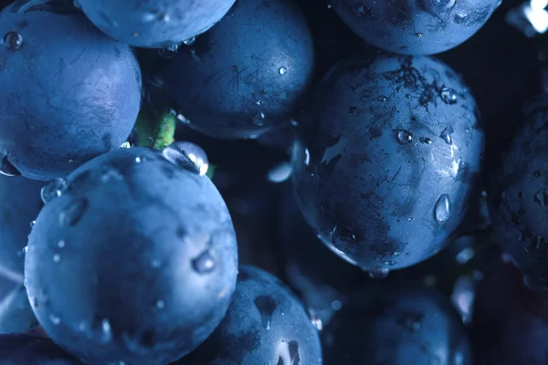Kék szőlő fürt — Stock Fotó