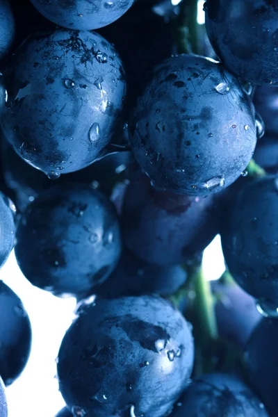 Blå druvor kluster — Stockfoto