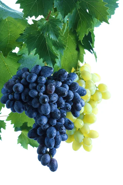 Aglomerado de uvas azul e verde com folhas na vinha — Fotografia de Stock