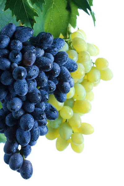 Grappe de raisins bleu et vert avec feuilles sur vigne — Photo