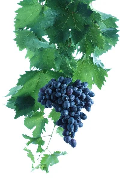 Синий виноград с листьями и виноградной лозой — стоковое фото