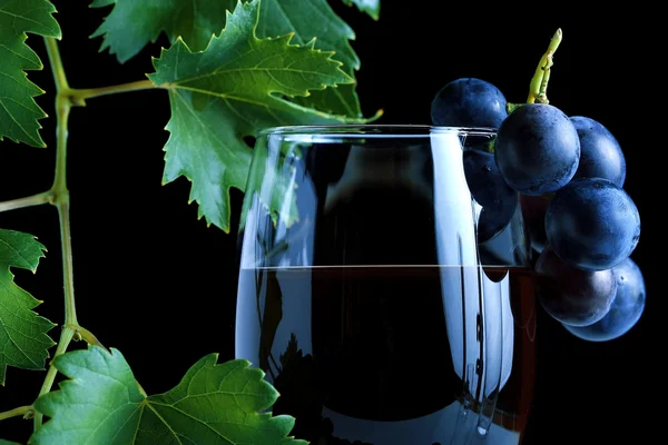 Racimo de uva azul y vino tinto —  Fotos de Stock