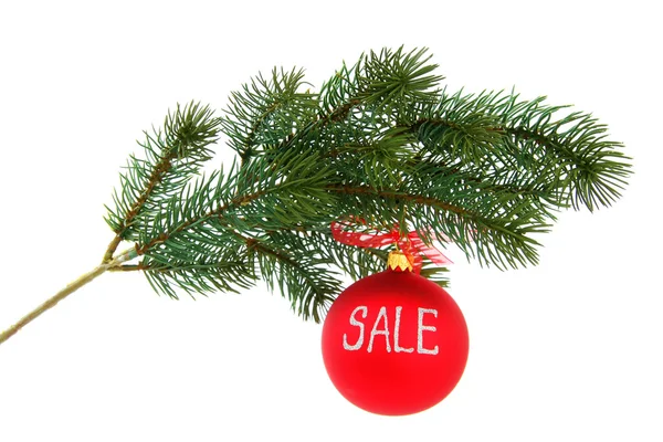 Christmas tree branch, isolated — Stock Photo, Image