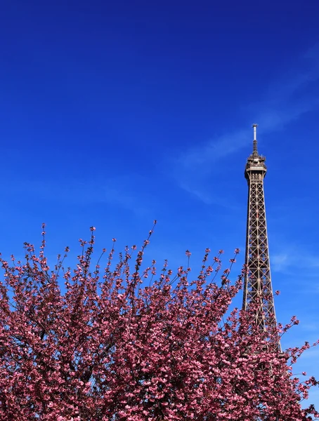 Parisian spring — Stock Photo, Image