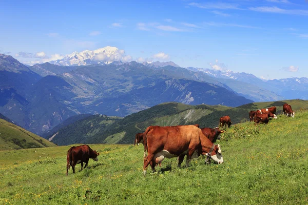 Pastagem de vacas — Fotografia de Stock