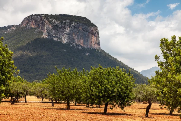 Puig d'Alaro — стокове фото