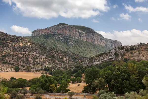 Mág mediteraneean vegetace před hory Puig de s? Alcadena u města Helena v Mallorca, Baleárské ostrovy, Španělsko. — Stock fotografie