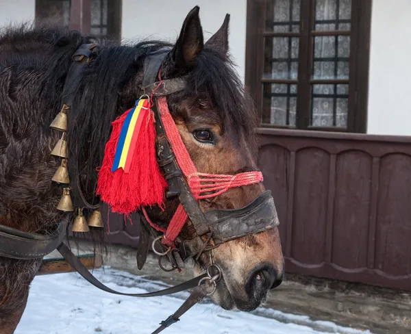 Профіль традиційний Румунська кінь — стокове фото