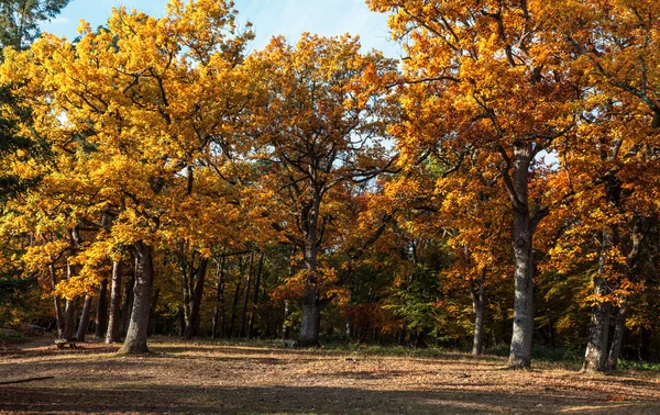 Floresta de outono — Fotografia de Stock