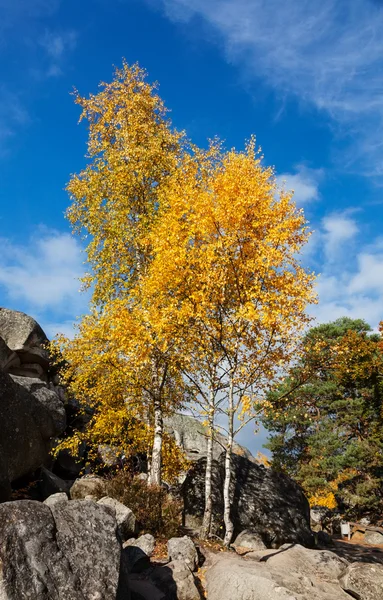 Huş ağaçları — Stok fotoğraf