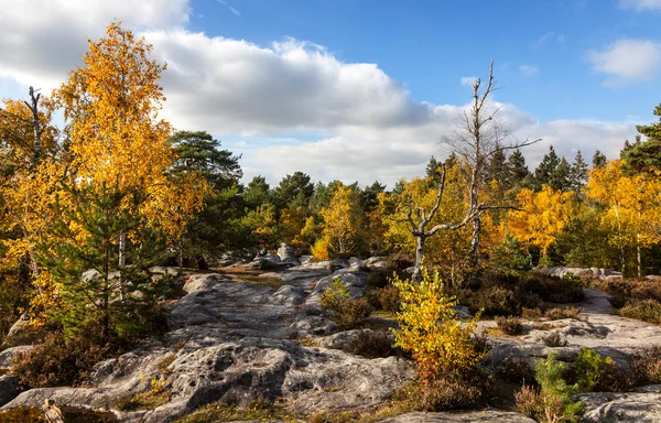 Wald von Fontainebleau — Stockfoto