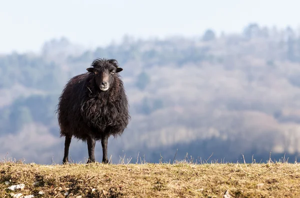 Black Domestic Sheep — Stock Photo, Image