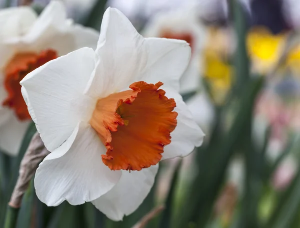 Narciso. — Foto de Stock