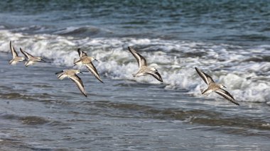 Shorebirds Flying clipart