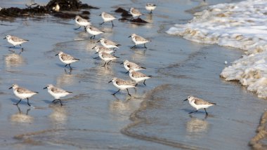 Sandpipers Running clipart