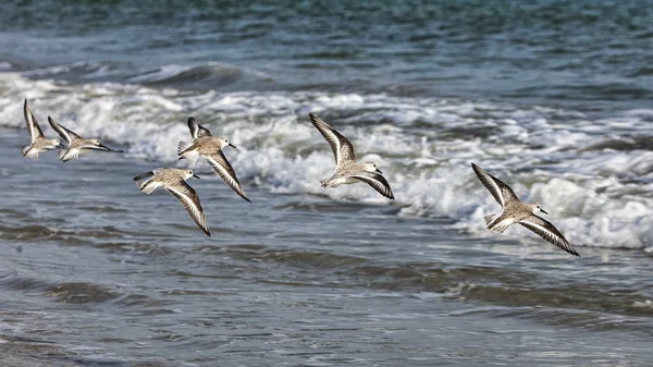 Shorebirds Flying — Stock Photo, Image