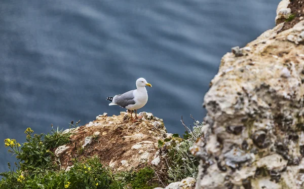 The European Herring Gull on the Etretat Cliffs — Stock Photo, Image