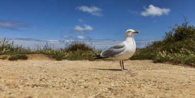The European Herring Gull on the Etretat Cliffs clipart