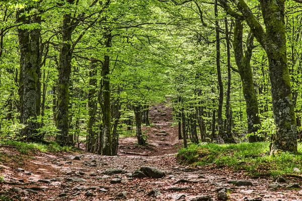 Voetpad in een prachtig groen bos — Stockfoto