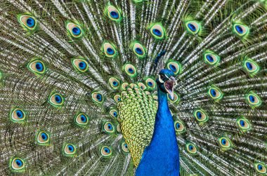 Tavus kuşu çığlık