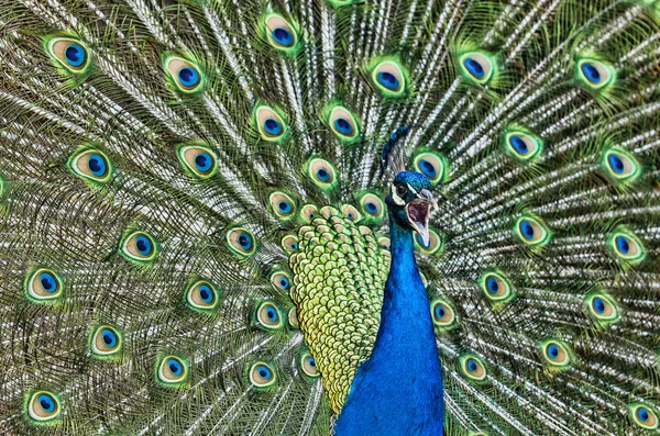 Skrikande peacock — Stockfoto