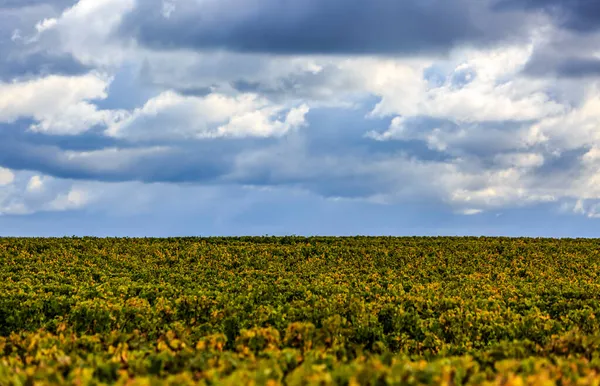 Schöne Landschaft Eines Weinbergs Ländlichen Frankreich Der Loire — Stockfoto