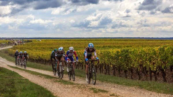 Noizay França Outubro 2020 Pelotão Nas Vinhas Durante Paris Tours — Fotografia de Stock