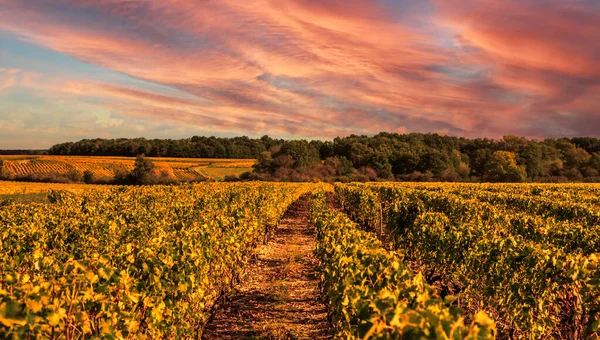 Piękny Zachód Słońca Nad Winnicą Wiejskiej Francji Loire Valley — Zdjęcie stockowe
