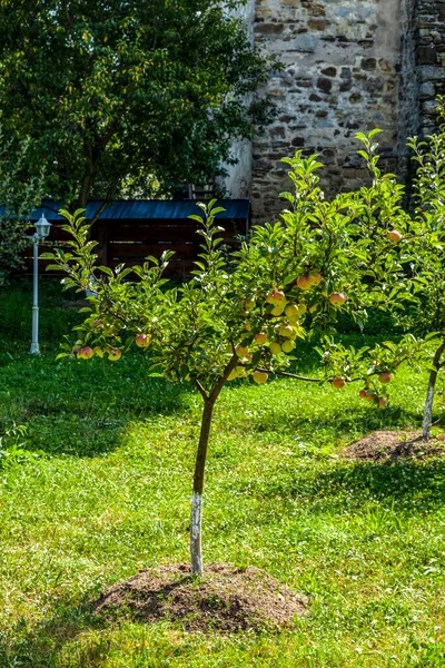 Картина Яблучного Саду Дачі — стокове фото