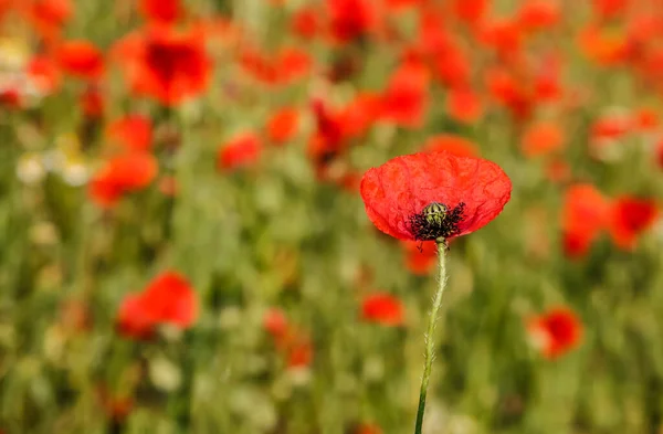 Primer Plano Una Amapola Campo Primavera — Foto de Stock