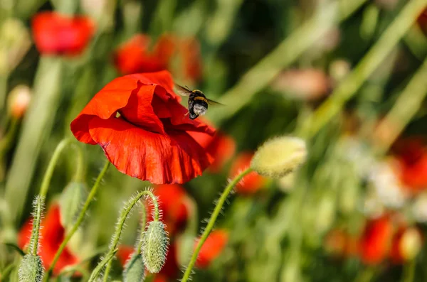 Bumblebee Flying Poppy Flower Field — Stockfoto