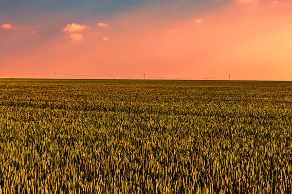 Sunset Ina Złożony Zbóż Znajdujących Się Rolniczym Sercu Francji Region — Zdjęcie stockowe