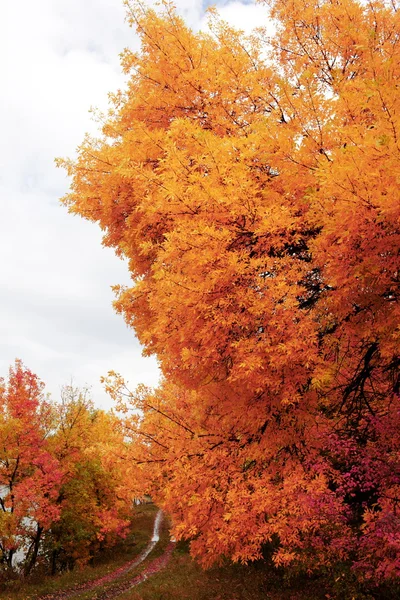 Otoño — Foto de Stock