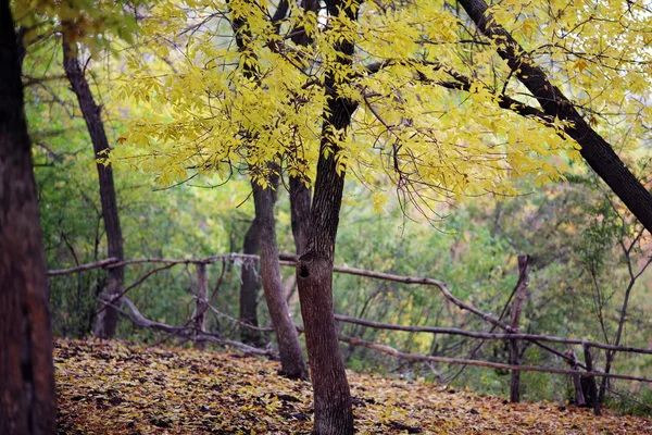 Herbst — Stockfoto