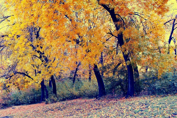 Herbst — Stockfoto