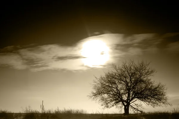 Ensamt träd på en åker — Stockfoto