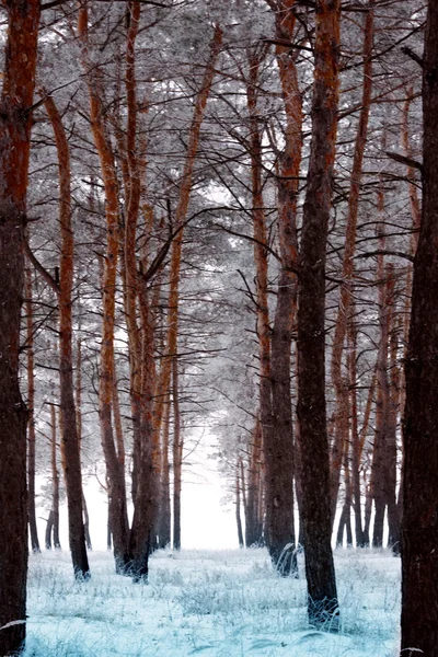 Winter forest — Stock Photo, Image