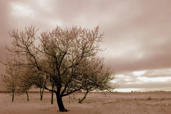 Summer landscape — Stock Photo, Image