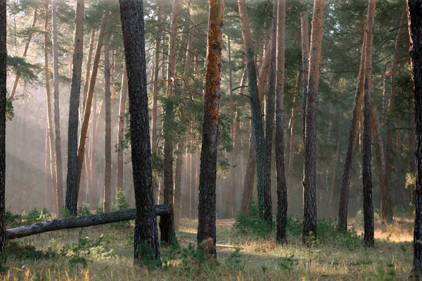 Borovice Lesní Časných Ranních Hodinách Slunci — Stock fotografie