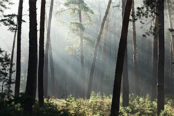 Las Sosnowy Wczesnym Rankiem Słońcu — Zdjęcie stockowe