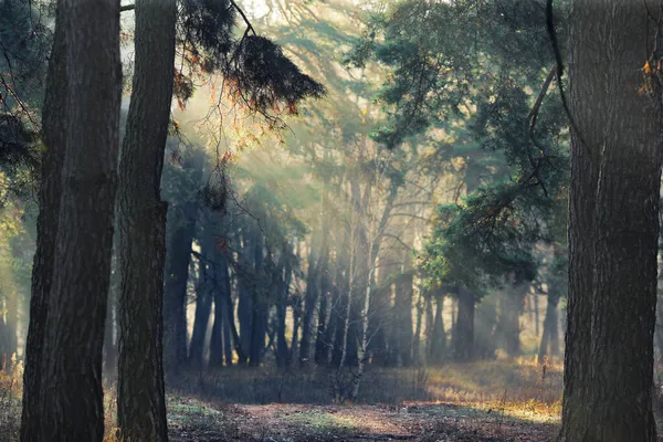 Foresta Mattutina Nella Nebbia Con Raggi Sole — Foto Stock
