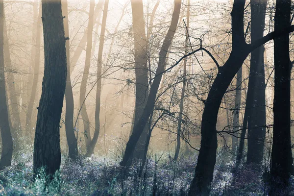Ранним Утром Лес Тумане Солнечными Лучами — стоковое фото