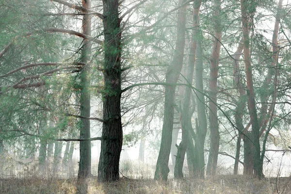 Floresta Outono Densa Escura — Fotografia de Stock