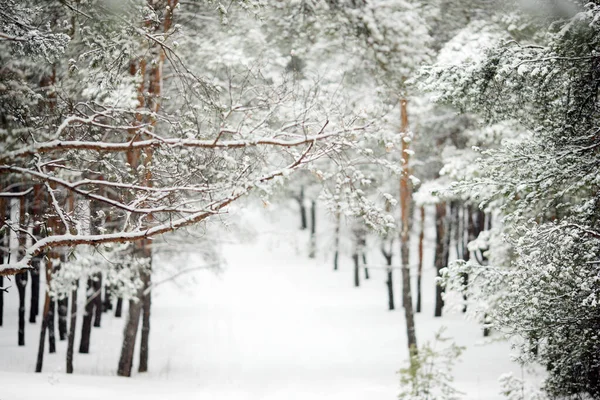 Winter Dennenbos Sneeuw — Stockfoto