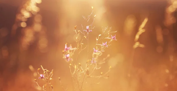 Erba Selvatica Nel Campo Mattino Presto — Foto Stock