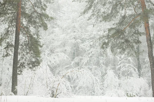 Vinter Snöig Skog Morgonen Dimma — Stockfoto