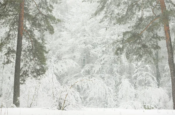 Forêt Enneigée Hiver Matin Dans Brouillard — Photo