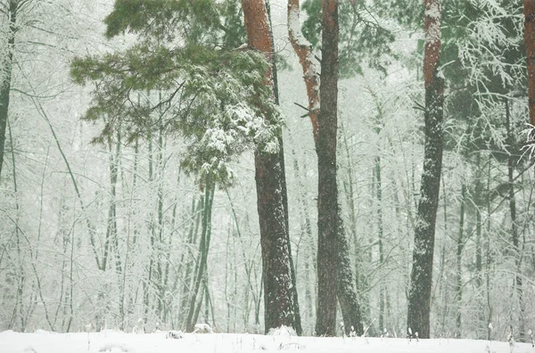霧の中の冬の雪の森 — ストック写真